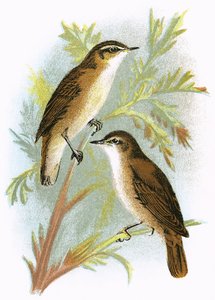 Reed Warbler (embaixo) e Sedge Warbler (em cima)